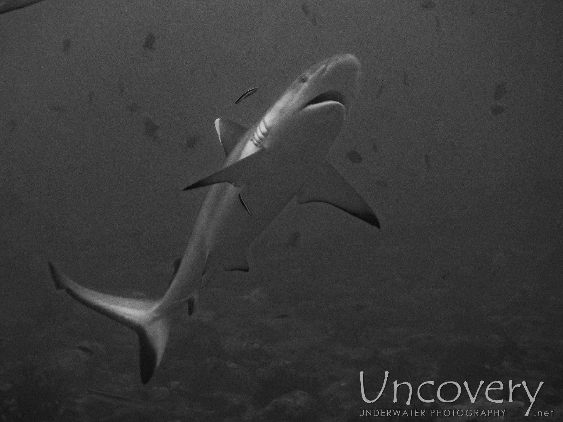 Grey Reefshark (carcharhinus Amblyrhynchos), photo taken in Maldives, Male Atoll, South Male Atoll, Cocoa Thila