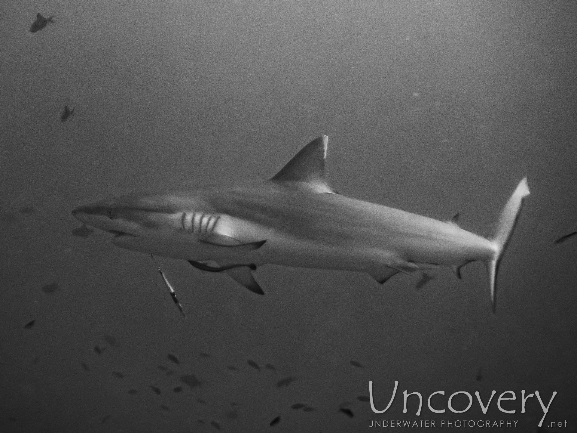 Grey Reefshark (carcharhinus Amblyrhynchos), photo taken in Maldives, Male Atoll, South Male Atoll, Cocoa Thila