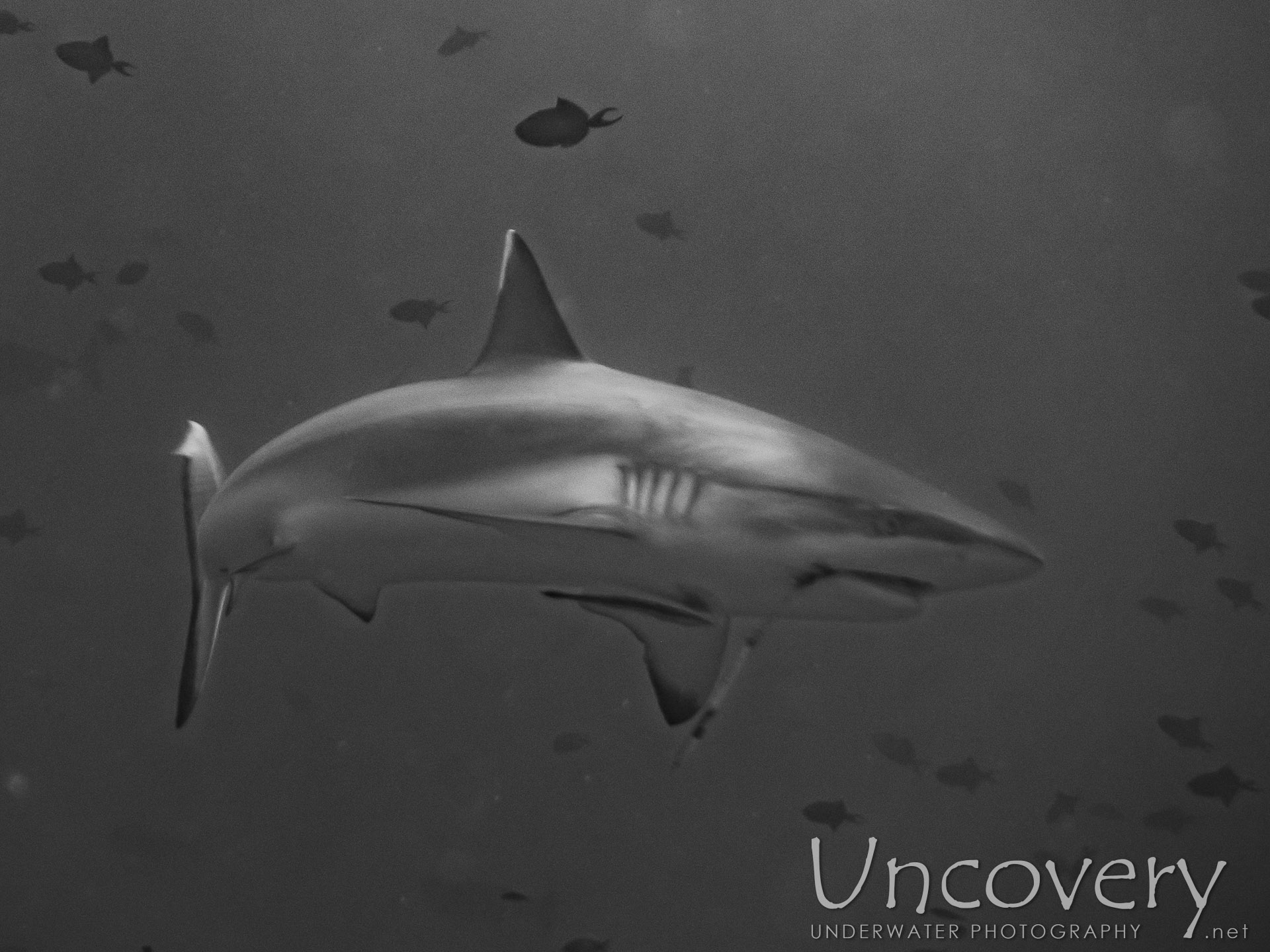 Grey Reefshark (carcharhinus Amblyrhynchos), photo taken in Maldives, Male Atoll, South Male Atoll, Cocoa Thila