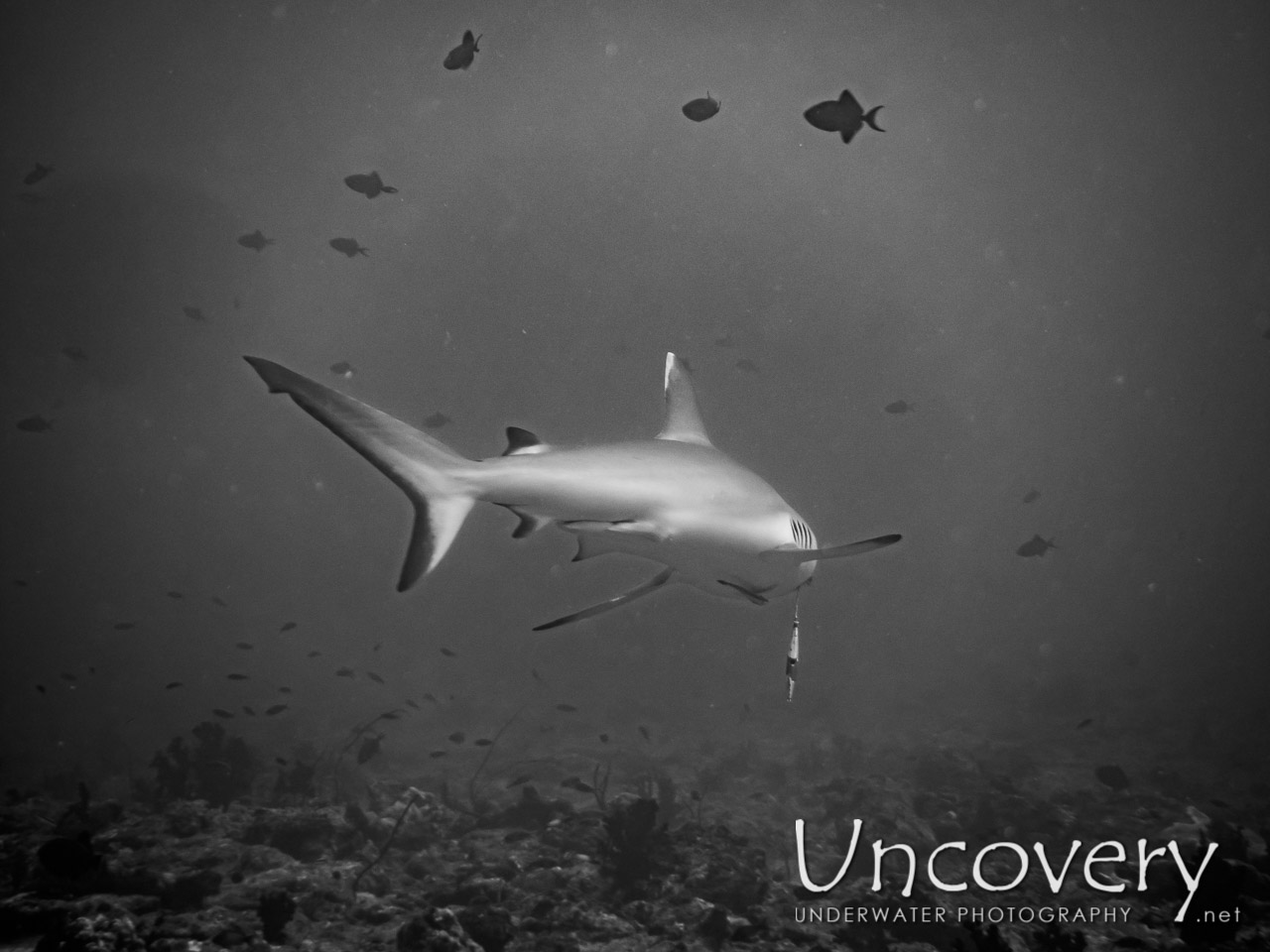 Grey Reefshark (carcharhinus Amblyrhynchos) shot in Maldives|Male Atoll|South Male Atoll|Cocoa Thila