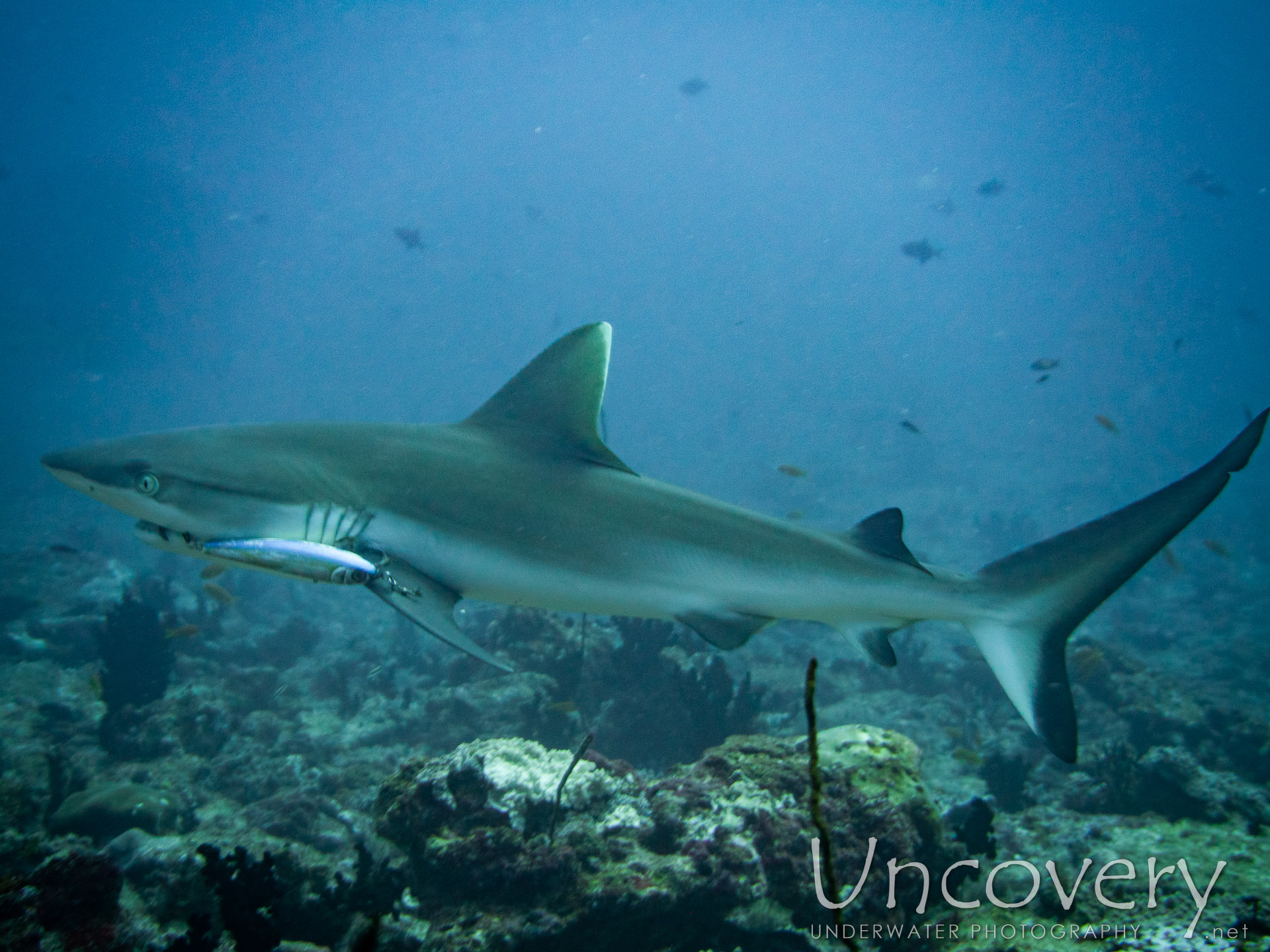 Grey Reefshark (carcharhinus Amblyrhynchos), photo taken in Maldives, Male Atoll, South Male Atoll, Cocoa Thila