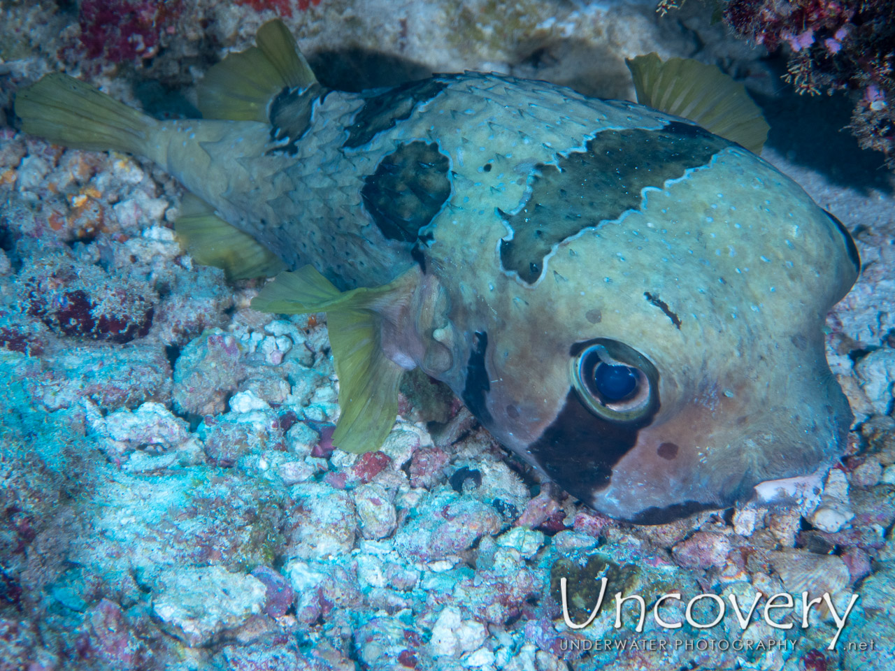 Shortspine Porcupinefish (diodon Liturosus) shot in Maldives|Male Atoll|South Male Atoll|Cocoa Thila