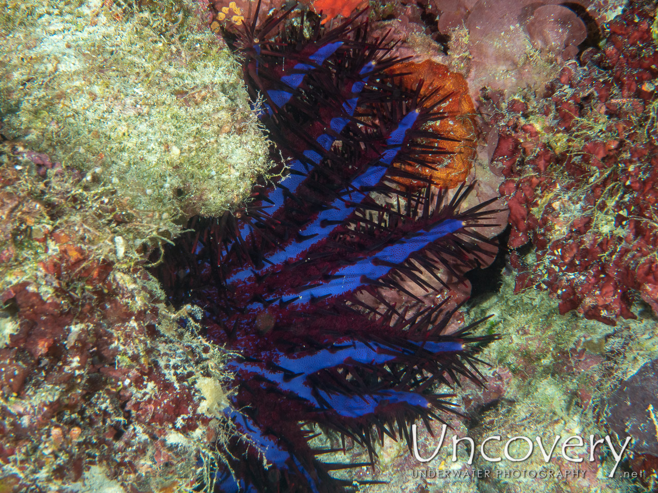 Crown Of Thorns Sea Star (acanthaster Planci), photo taken in Maldives, Male Atoll, South Male Atoll, Khukulhu Huraa