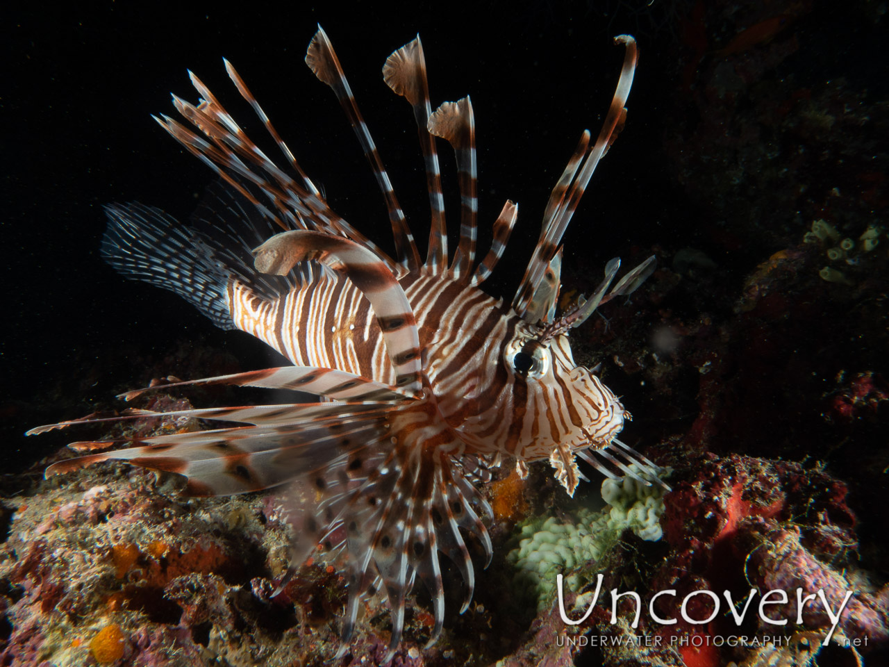 Devil Firefish (pterois Miles), photo taken in Maldives, Male Atoll, South Male Atoll, Khukulhu Huraa