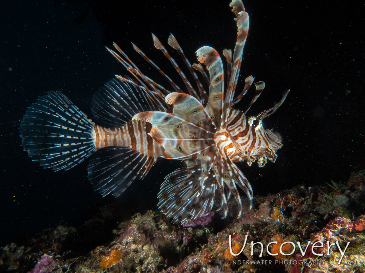 Devil Firefish (pterois Miles), photo taken in Maldives, Male Atoll, South Male Atoll, Khukulhu Huraa
