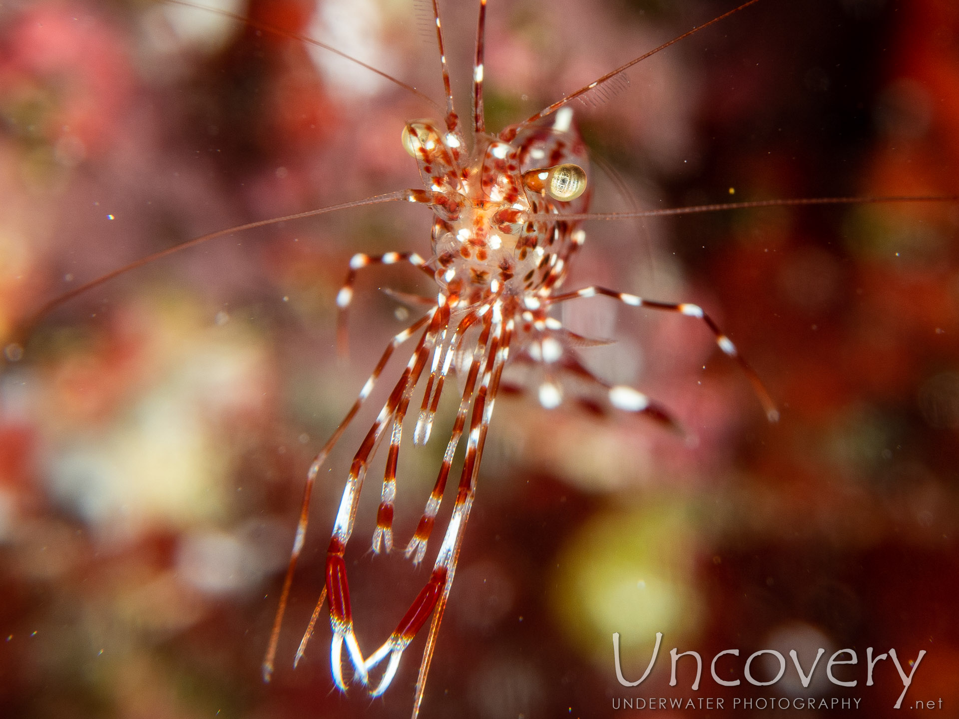 Clear Cleaner Shrimp (urocaridella Antonbruunii), photo taken in Maldives, Male Atoll, South Male Atoll, Khukulhu Huraa