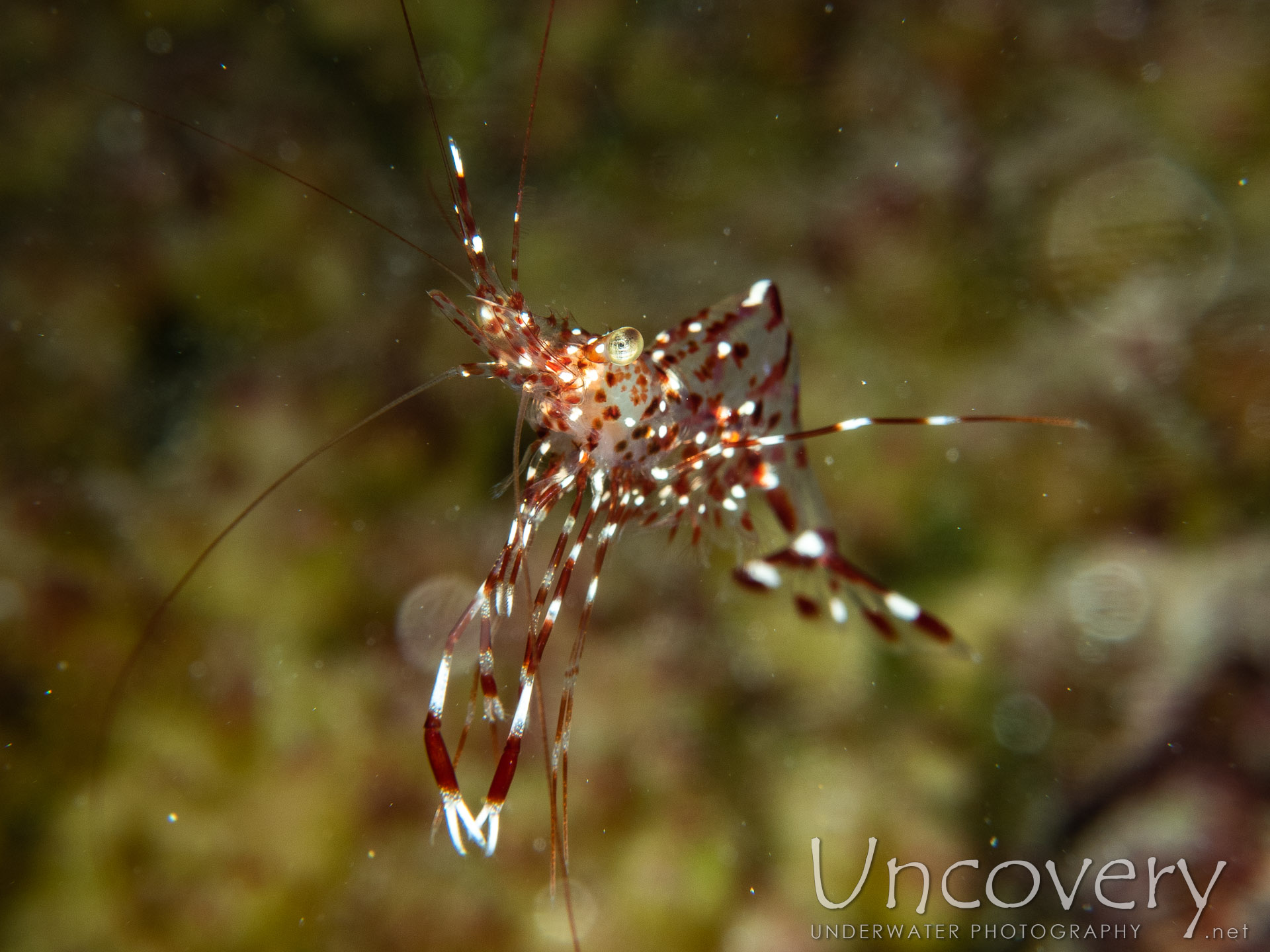 Clear Cleaner Shrimp (urocaridella Antonbruunii), photo taken in Maldives, Male Atoll, South Male Atoll, Khukulhu Huraa