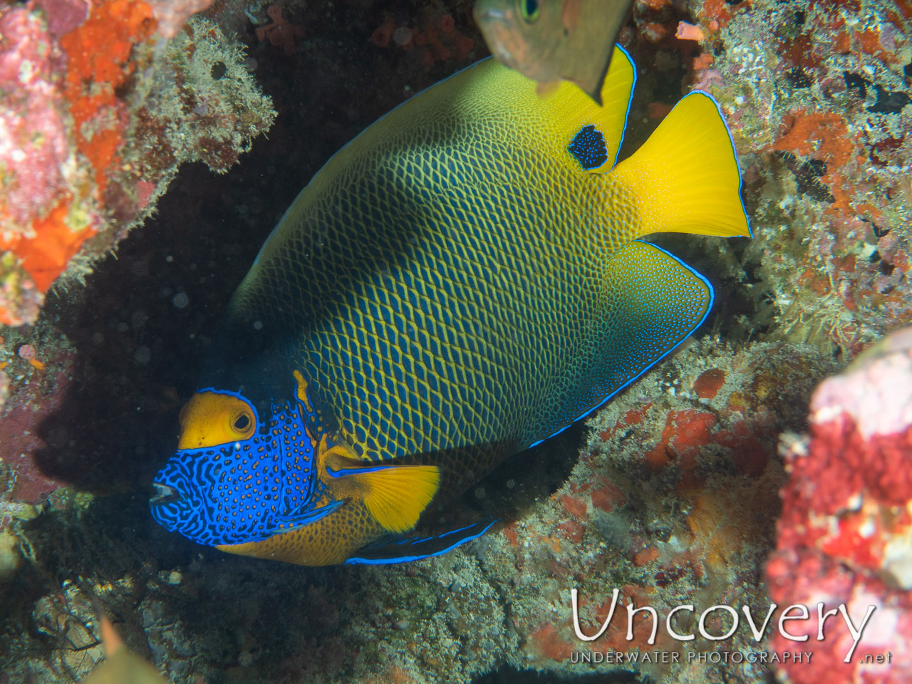 Yellowface Angelfish (pomacanthus Xanthometopon) shot in Maldives|Male Atoll|South Male Atoll|Bushi Corner