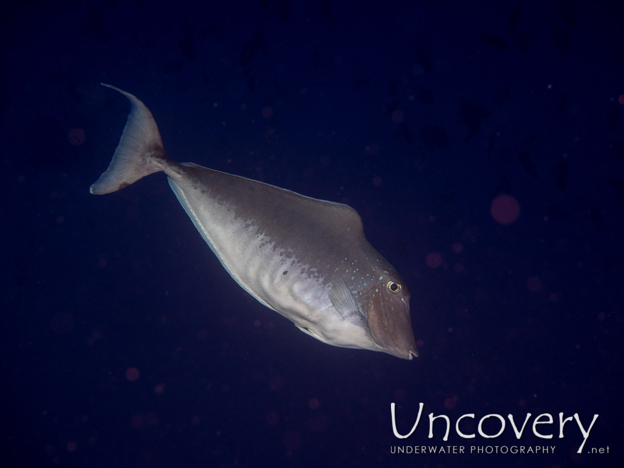 Humback Unicornfish shot in Maldives|Male Atoll|South Male Atoll|Bushi Corner