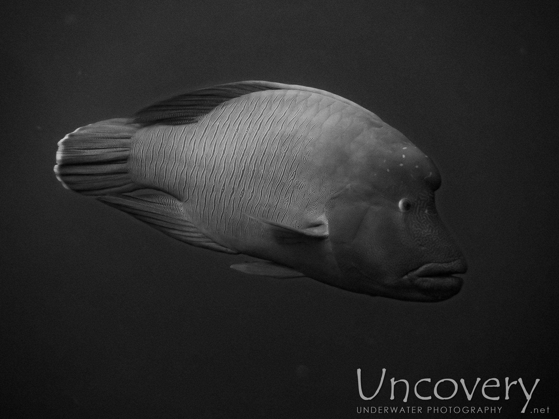 Napoleon Wrasse (cheilinus Undulatus), photo taken in Maldives, Male Atoll, South Male Atoll, Bushi Corner