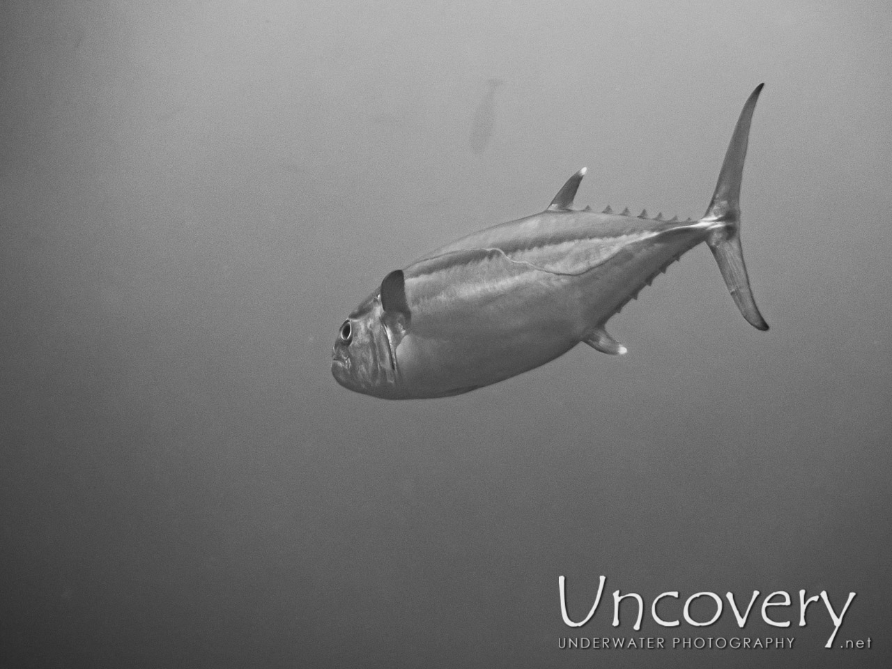 Dogtooth Tuna (gymnosarda Unicolor) shot in Maldives|Male Atoll|South Male Atoll|Bushi Corner