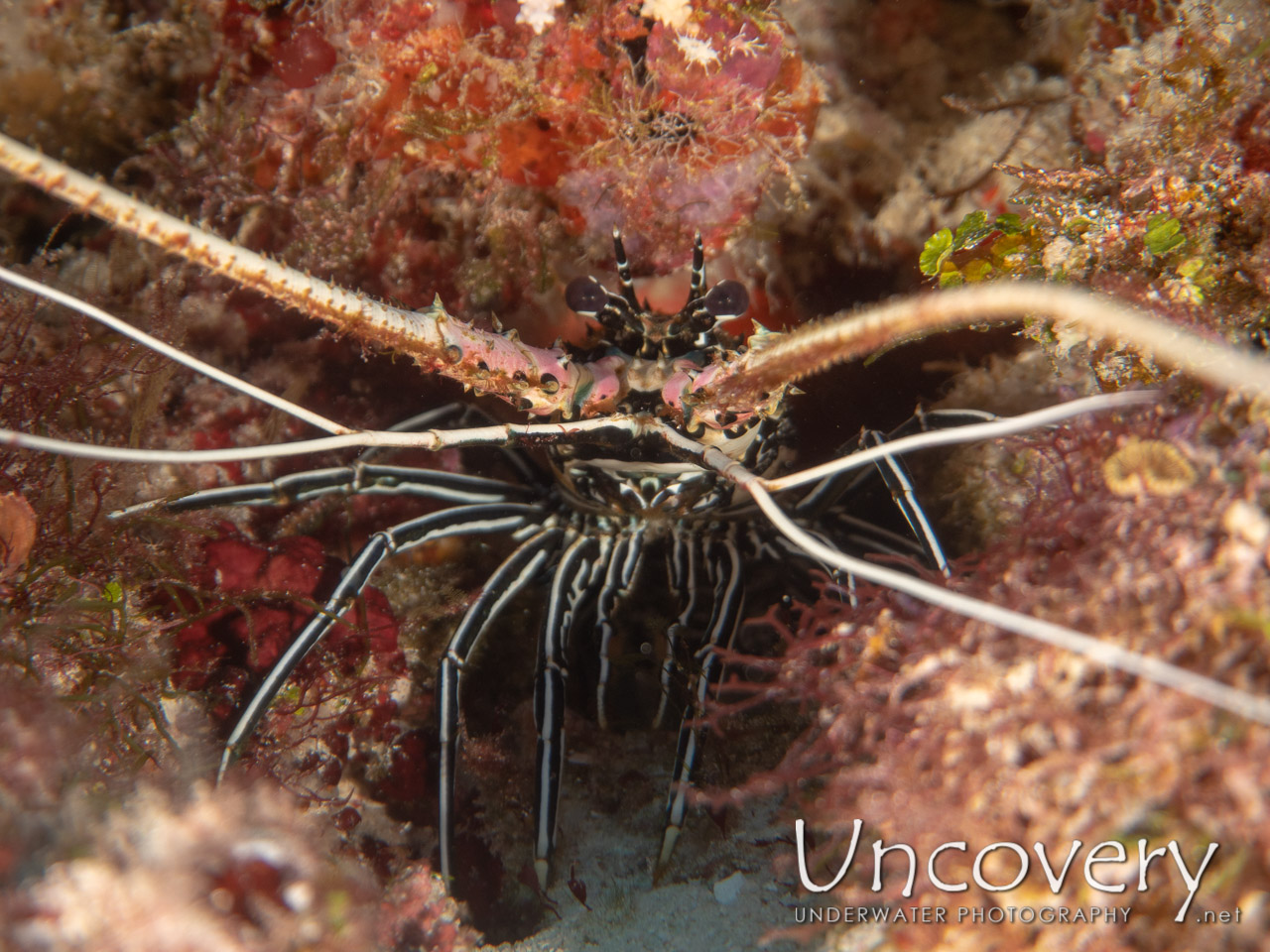 Painted Spiny Lobster (panulirus Versicolor) shot in Maldives|Male Atoll|South Male Atoll|Bushi Corner