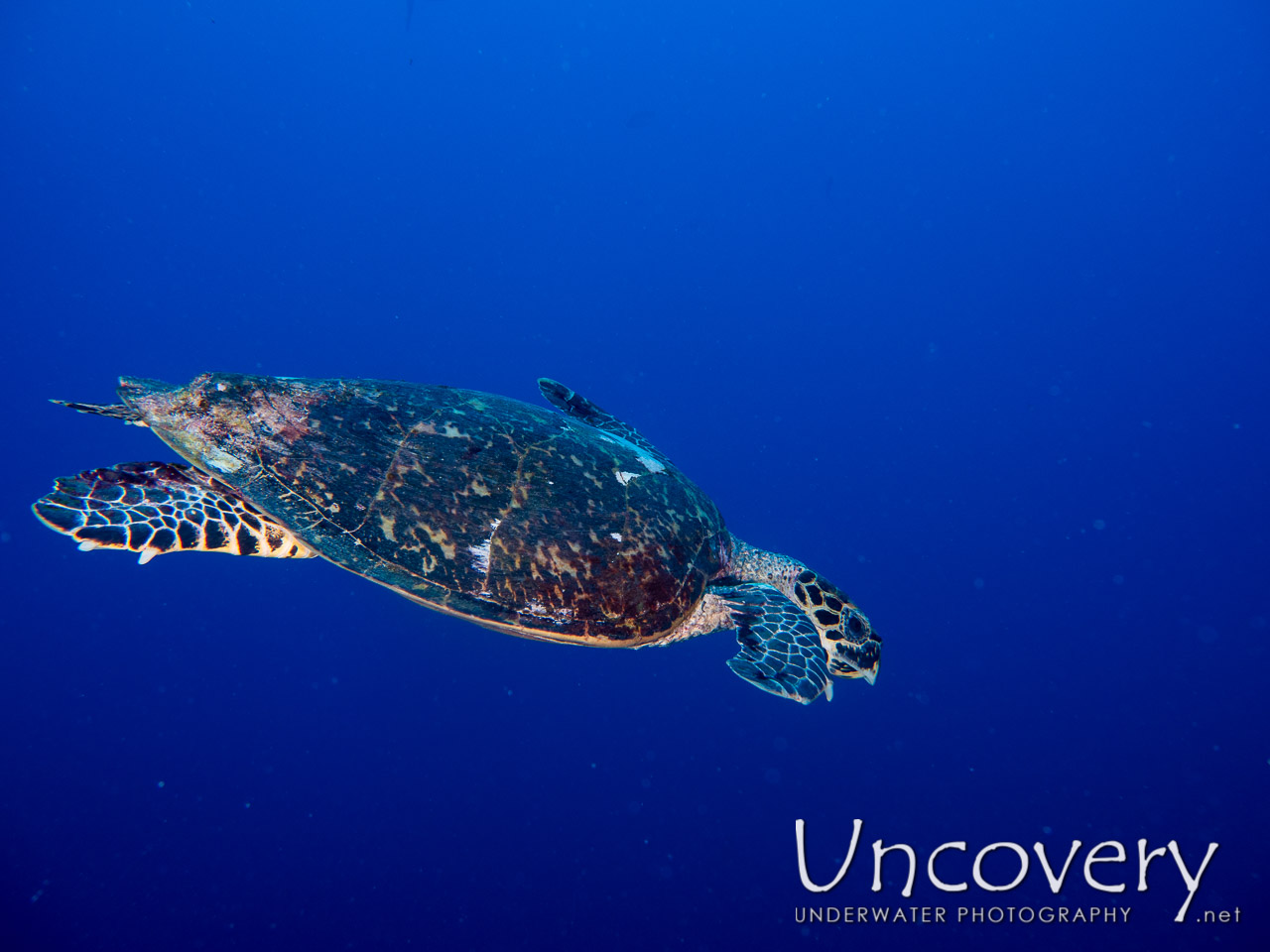 Hawksbill Sea Turtle (eretmochelys Imbricata) shot in Maldives|Male Atoll|South Male Atoll|Bushi Corner