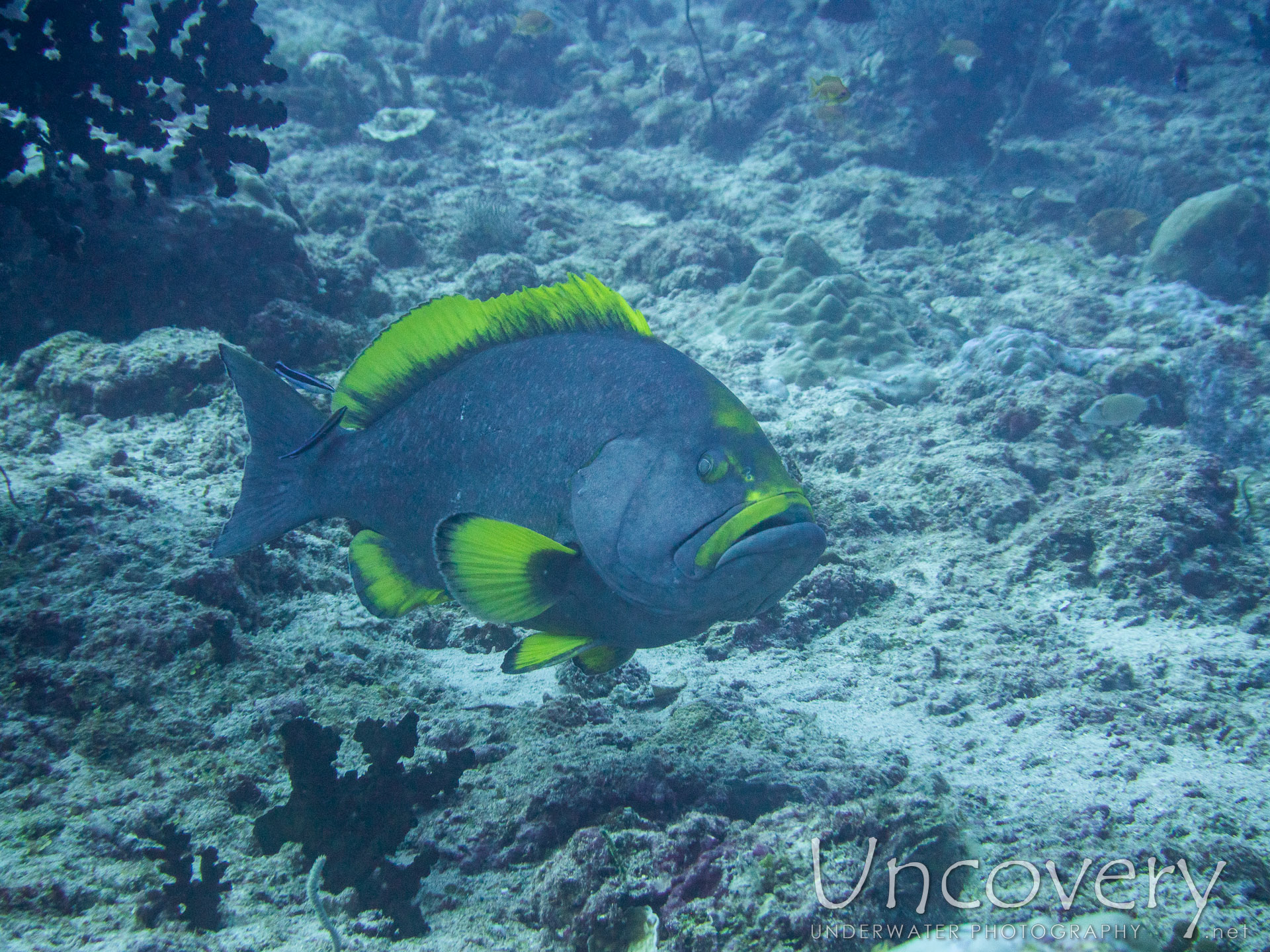 00 To Be Determined, photo taken in Maldives, Male Atoll, South Male Atoll, Bushi Corner