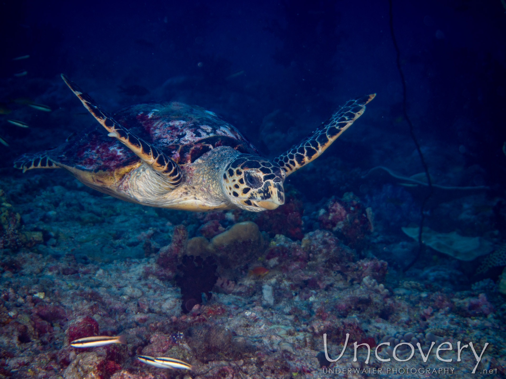 Hawksbill Sea Turtle (eretmochelys Imbricata), photo taken in Maldives, Male Atoll, South Male Atoll, Bushi Corner