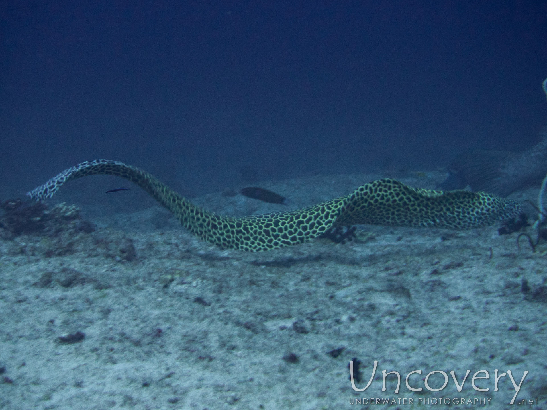 Honeycomb Moray (gymnothorax Favagineus), photo taken in Maldives, Male Atoll, South Male Atoll, Bushi Corner