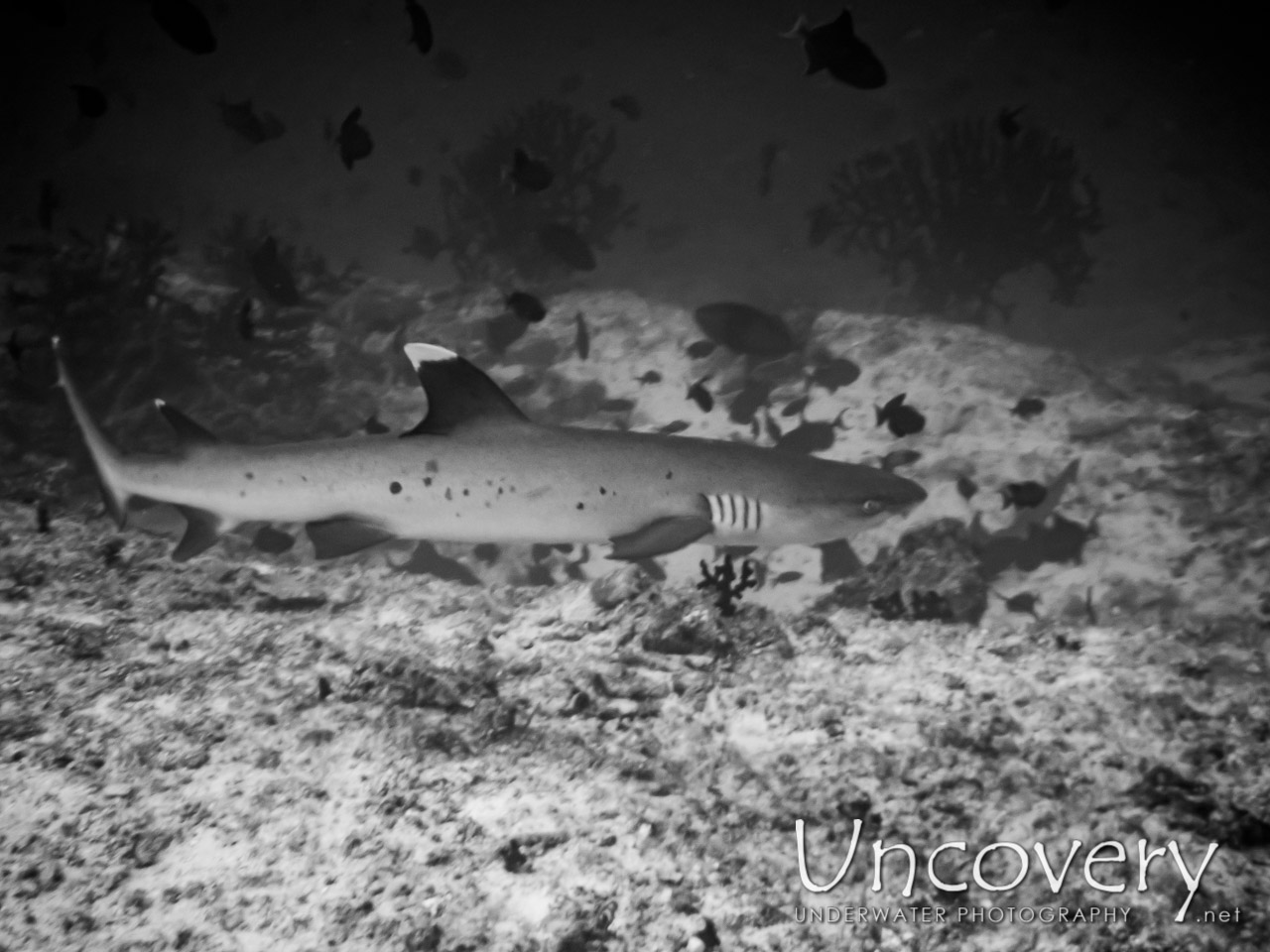 White Tip Reefshark (triaenodon Obesus) shot in Maldives|Male Atoll|South Male Atoll|Bushi Corner