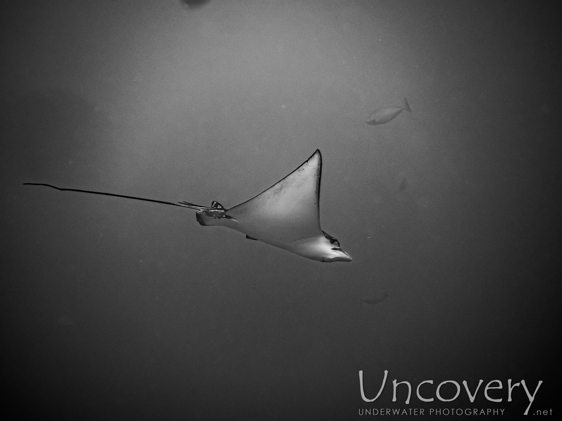 Ocellated Eagle Ray (aetobatus Ocellatus), photo taken in Maldives, Male Atoll, South Male Atoll, Velhigandu Beyru