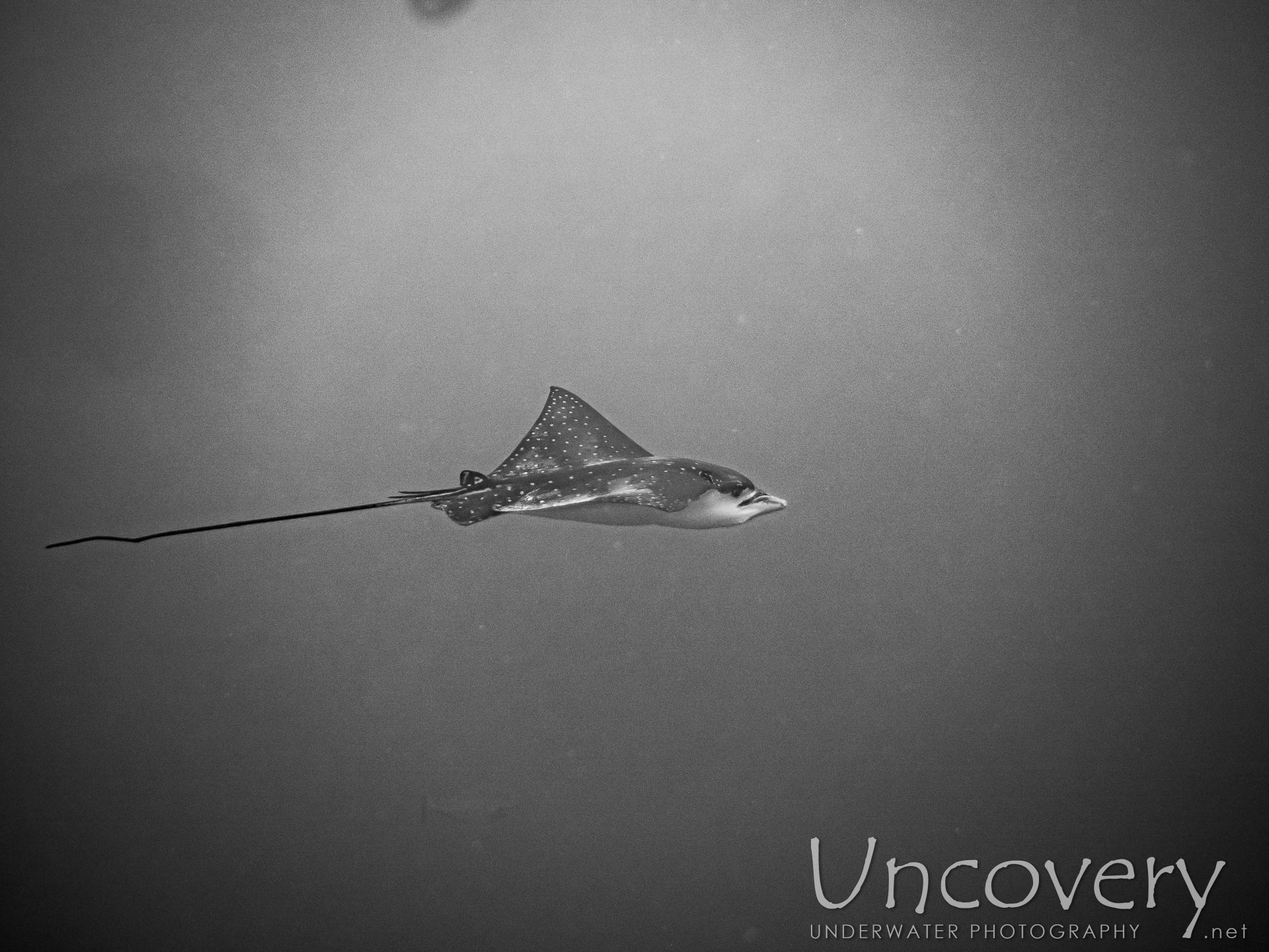 Ocellated Eagle Ray (aetobatus Ocellatus), photo taken in Maldives, Male Atoll, South Male Atoll, Velhigandu Beyru