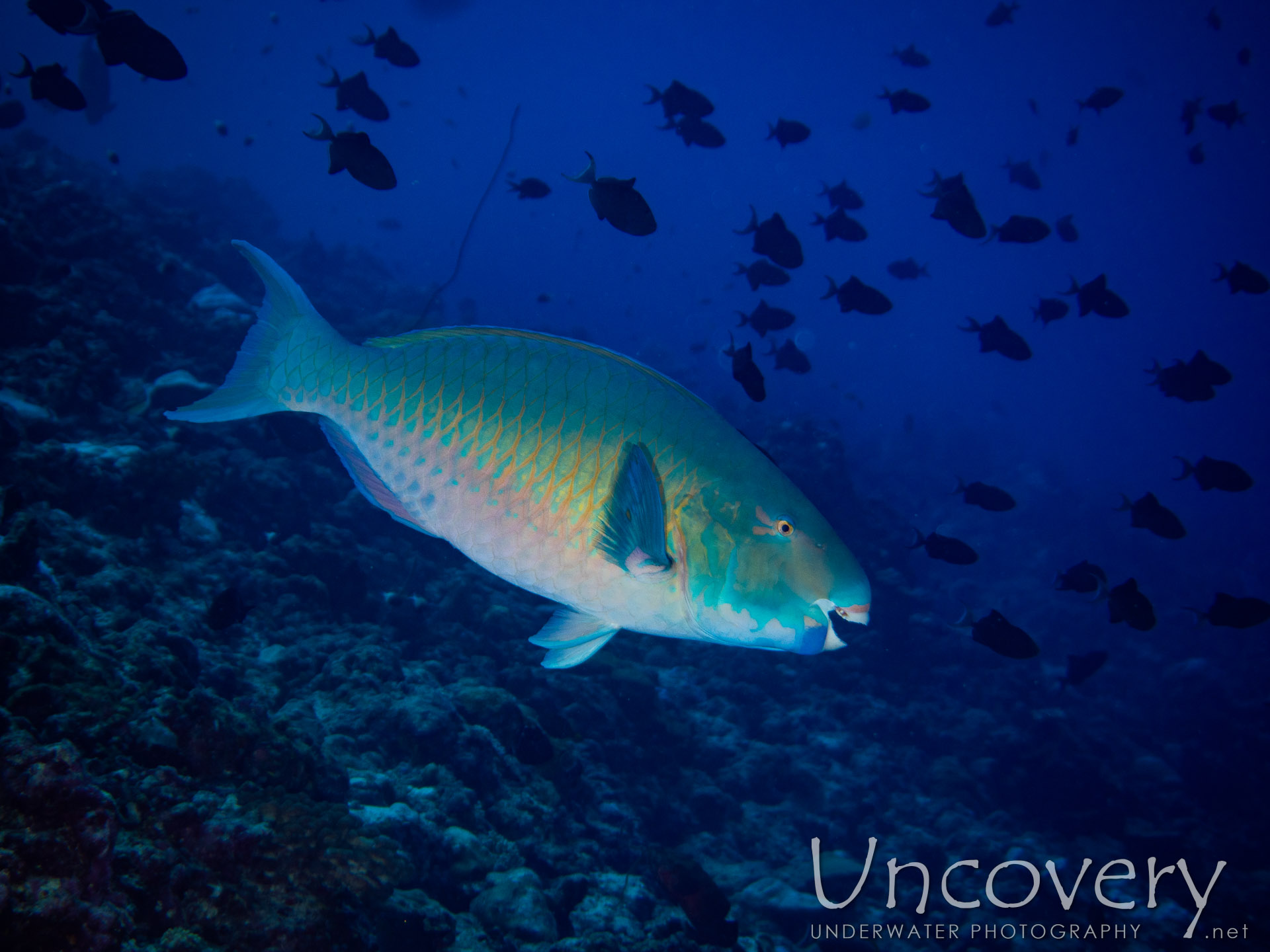 00 To Be Determined, photo taken in Maldives, Male Atoll, South Male Atoll, Velhigandu Beyru