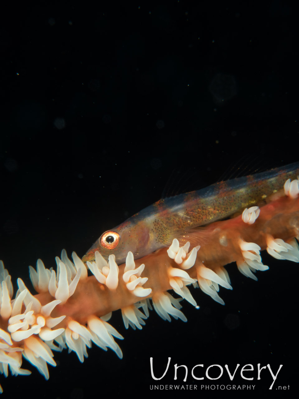 Whip Coral Goby (bryaninops Yongei), photo taken in Maldives, Male Atoll, South Male Atoll, Gulhi Corner
