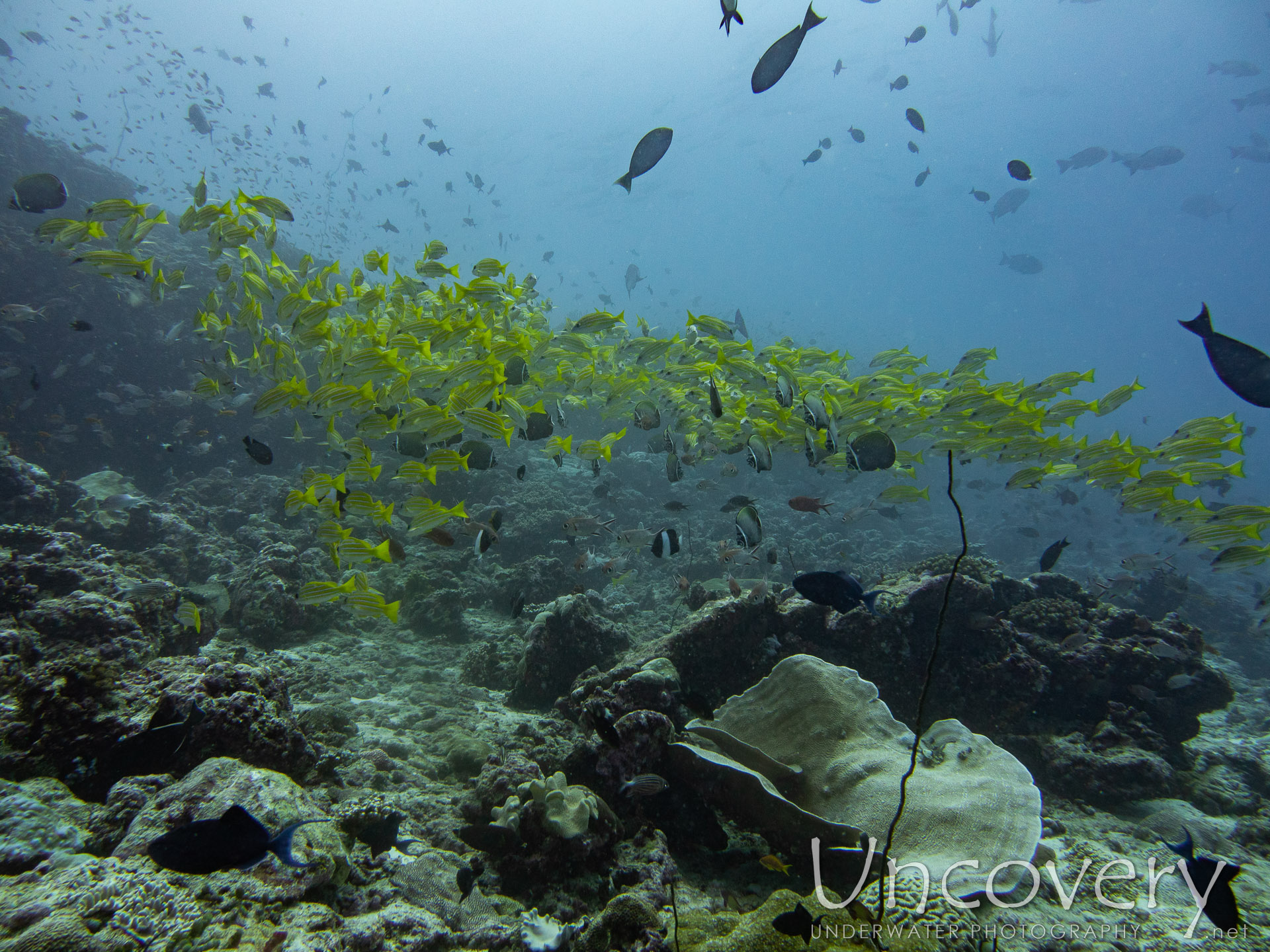 Bluestripe Snapper (lutjanus Kasmira), photo taken in Maldives, Male Atoll, South Male Atoll, Gulhi Corner