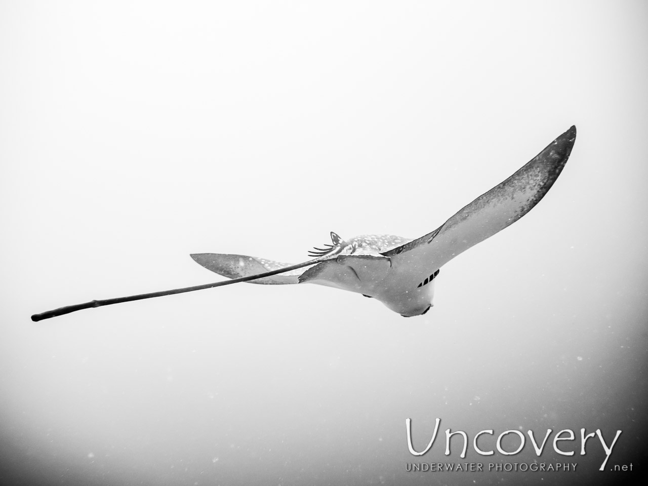 Ocellated Eagle Ray (aetobatus Ocellatus) shot in Maldives|Male Atoll|South Male Atoll|Gulhi Corner