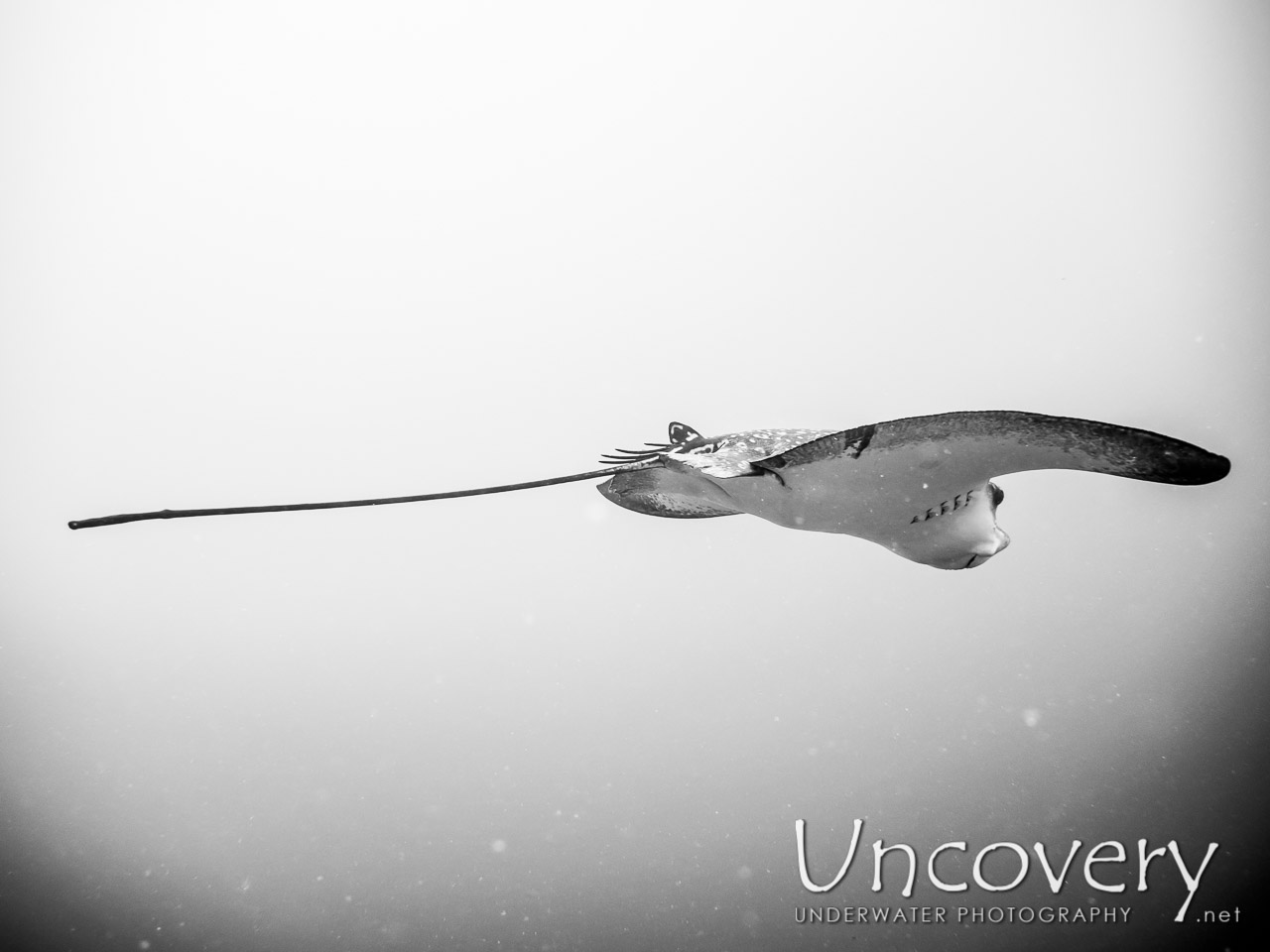 Ocellated Eagle Ray (aetobatus Ocellatus) shot in Maldives|Male Atoll|South Male Atoll|Gulhi Corner