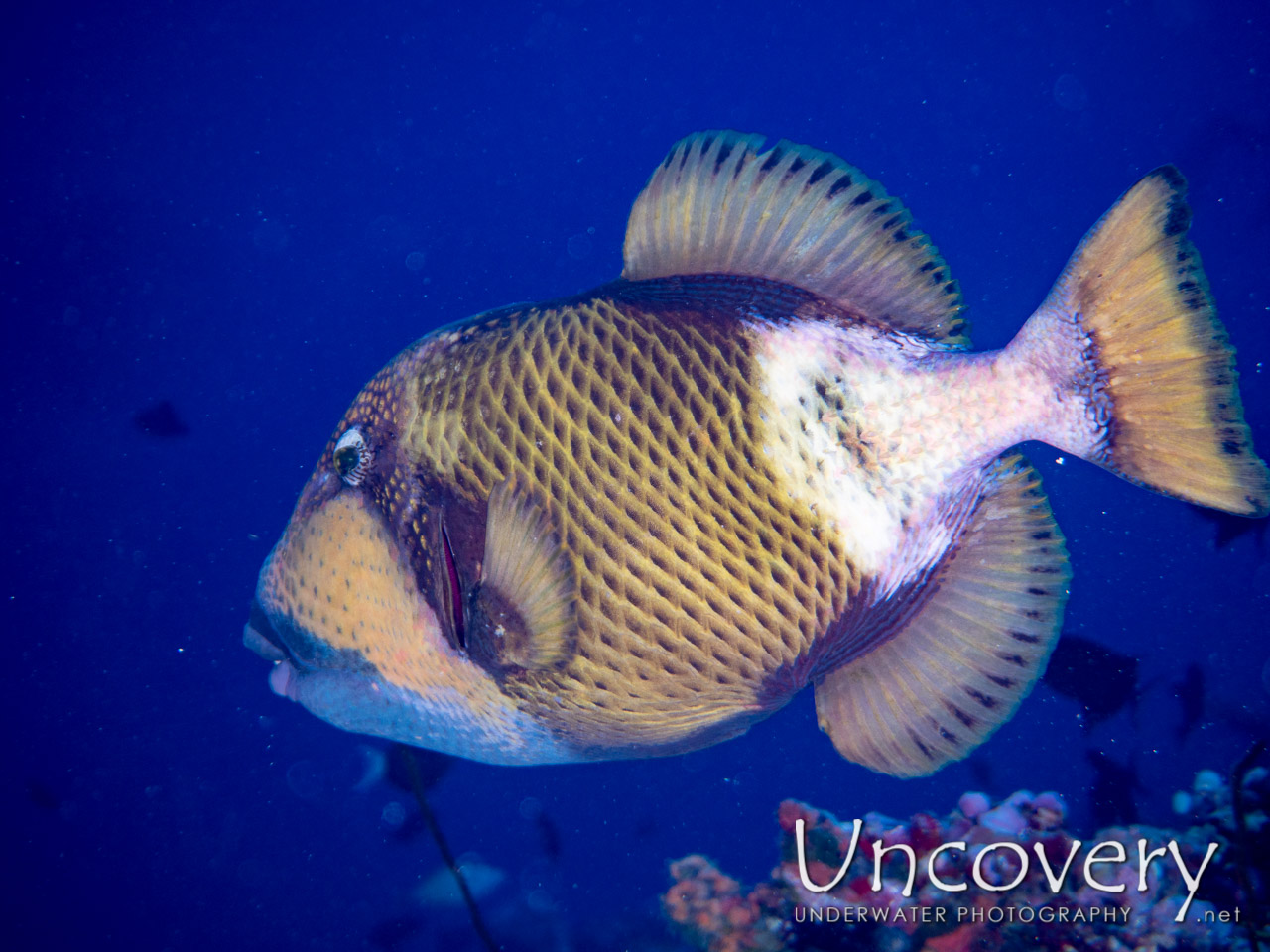 Titan Triggerfish (balistoides Viridescens) shot in Maldives|Male Atoll|South Male Atoll|Stage