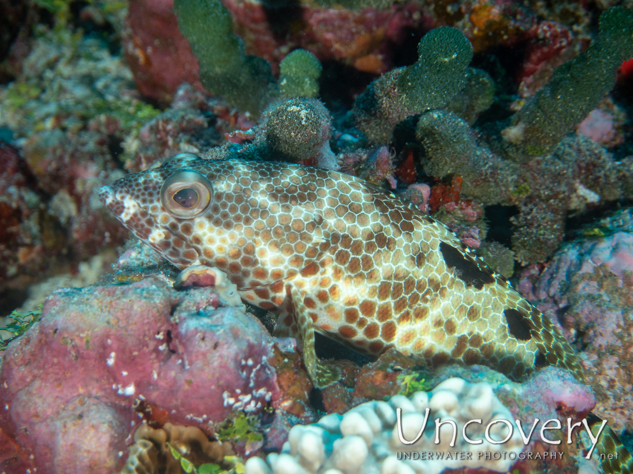 Foursaddle Grouper, photo taken in Maldives, Male Atoll, South Male Atoll, Stage