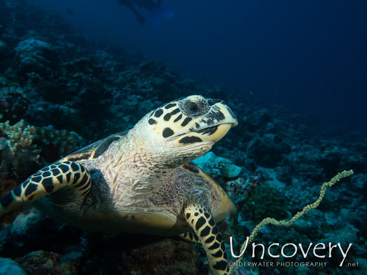 Hawksbill Sea Turtle (eretmochelys Imbricata) shot in Maldives|Male Atoll|South Male Atoll|Stage