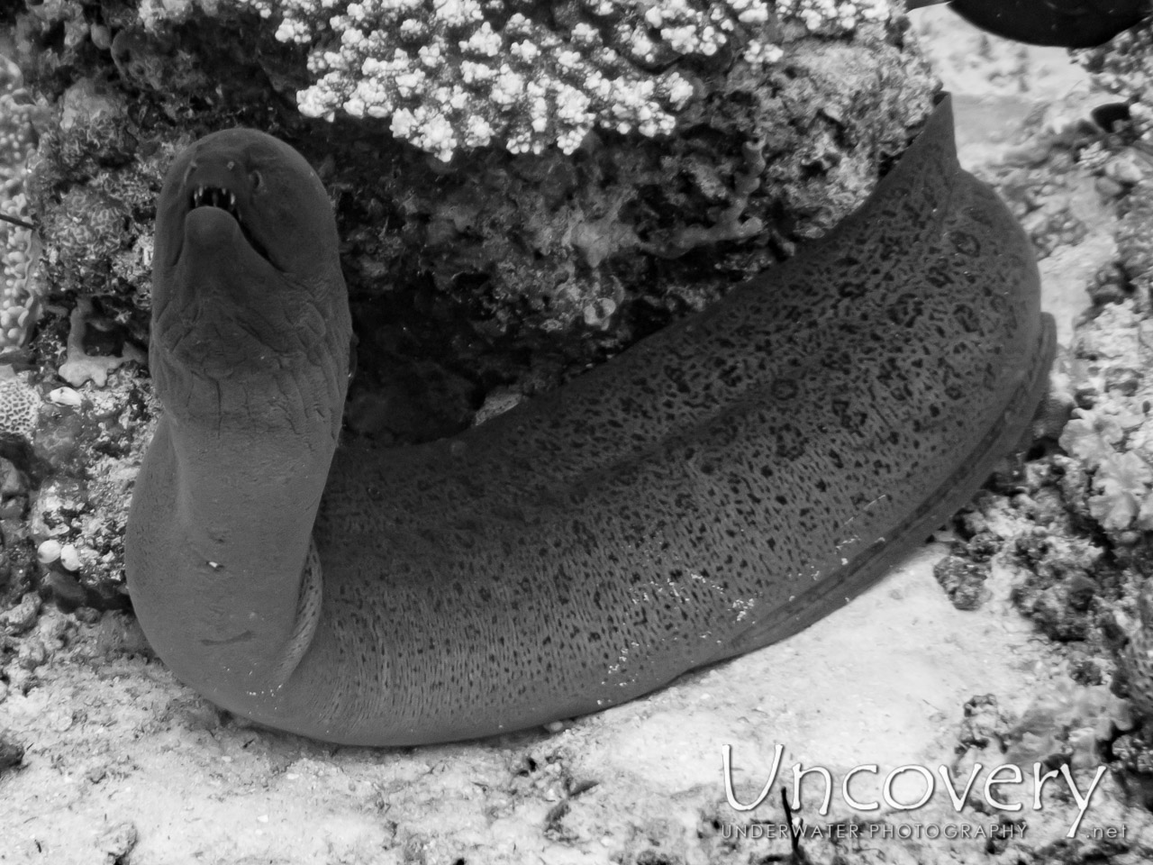 Giant Moray (gymnothorax Javanicus), photo taken in Maldives, Male Atoll, South Male Atoll, Stage