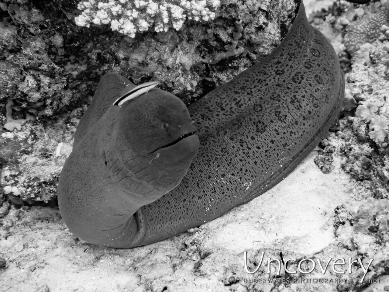 Giant Moray (gymnothorax Javanicus) shot in Maldives|Male Atoll|South Male Atoll|Stage