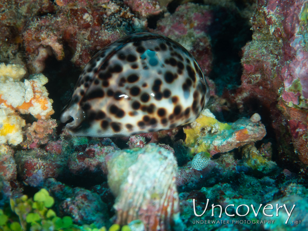 Tiger Shell (cypraea Tigris) shot in Maldives|Male Atoll|South Male Atoll|Stage