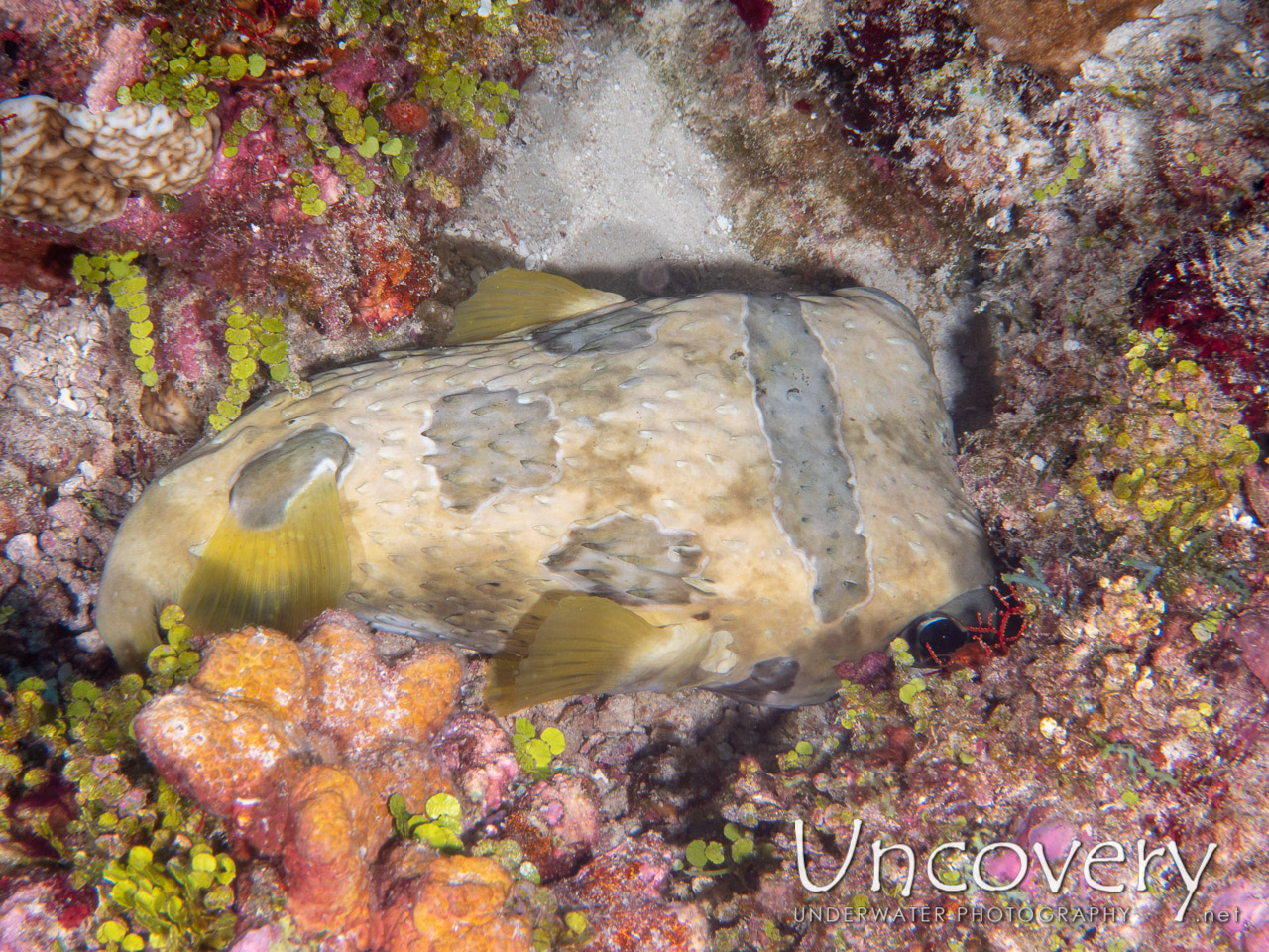 Black-blotched Porcupinefish (diodon Liturosus) shot in Maldives|Male Atoll|South Male Atoll|Stage