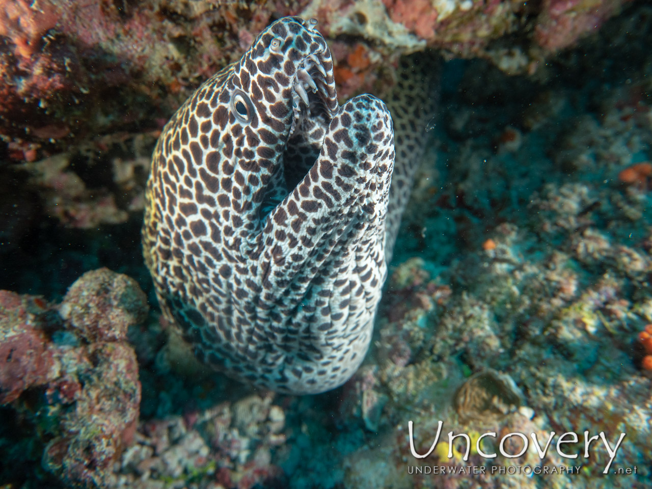Honeycomb Moray (gymnothorax Favagineus), photo taken in Maldives, Male Atoll, South Male Atoll, Lhosfushi
