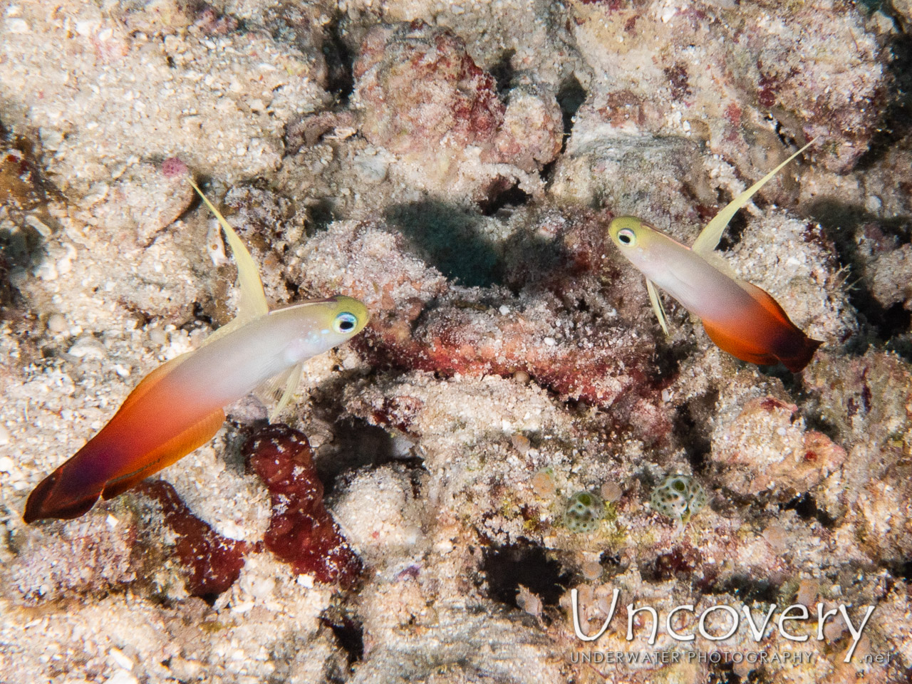 Fire Dartfish (nemateleotris Magnifica) shot in Maldives|Male Atoll|South Male Atoll|Khukulhu Huraa