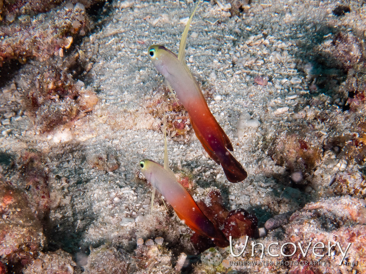 Fire Dartfish (nemateleotris Magnifica) shot in Maldives|Male Atoll|South Male Atoll|Khukulhu Huraa