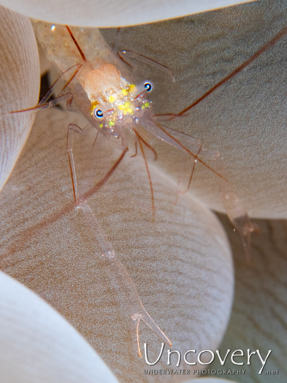 Bubble Coral Shrimp (vir Philippinensis), photo taken in Maldives, Male Atoll, South Male Atoll, Khukulhu Huraa