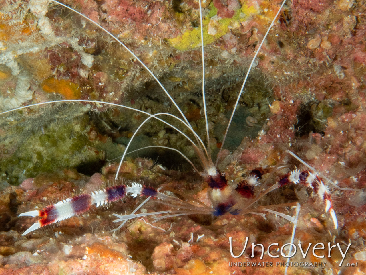Banded Coral Shrimp (stenopus Hispidus) shot in Maldives|Male Atoll|South Male Atoll|Khukulhu Huraa