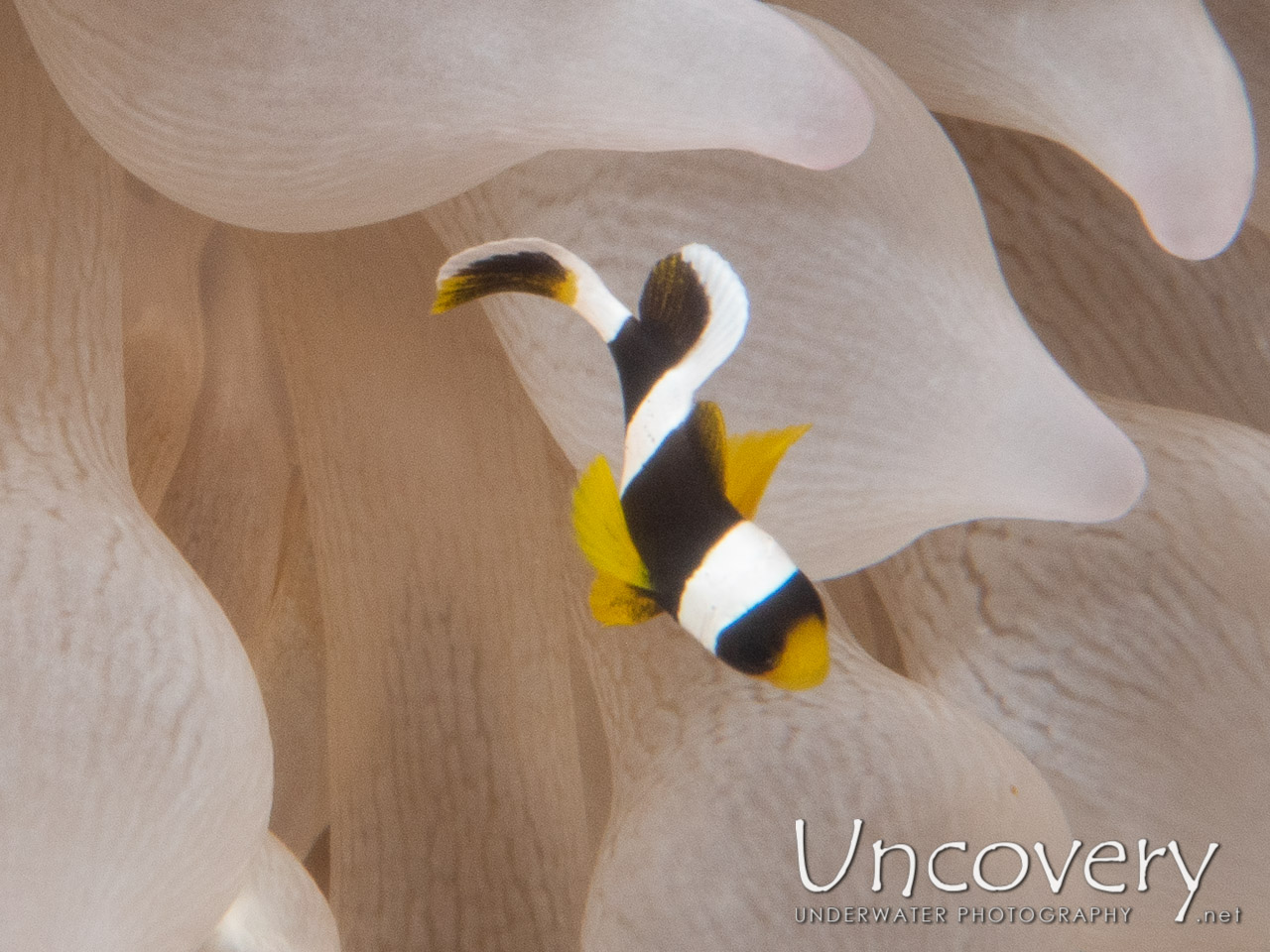 Yellowtail Clown Fish (amphiprion Clarkii) shot in Maldives|Male Atoll|South Male Atoll|Khukulhu Huraa