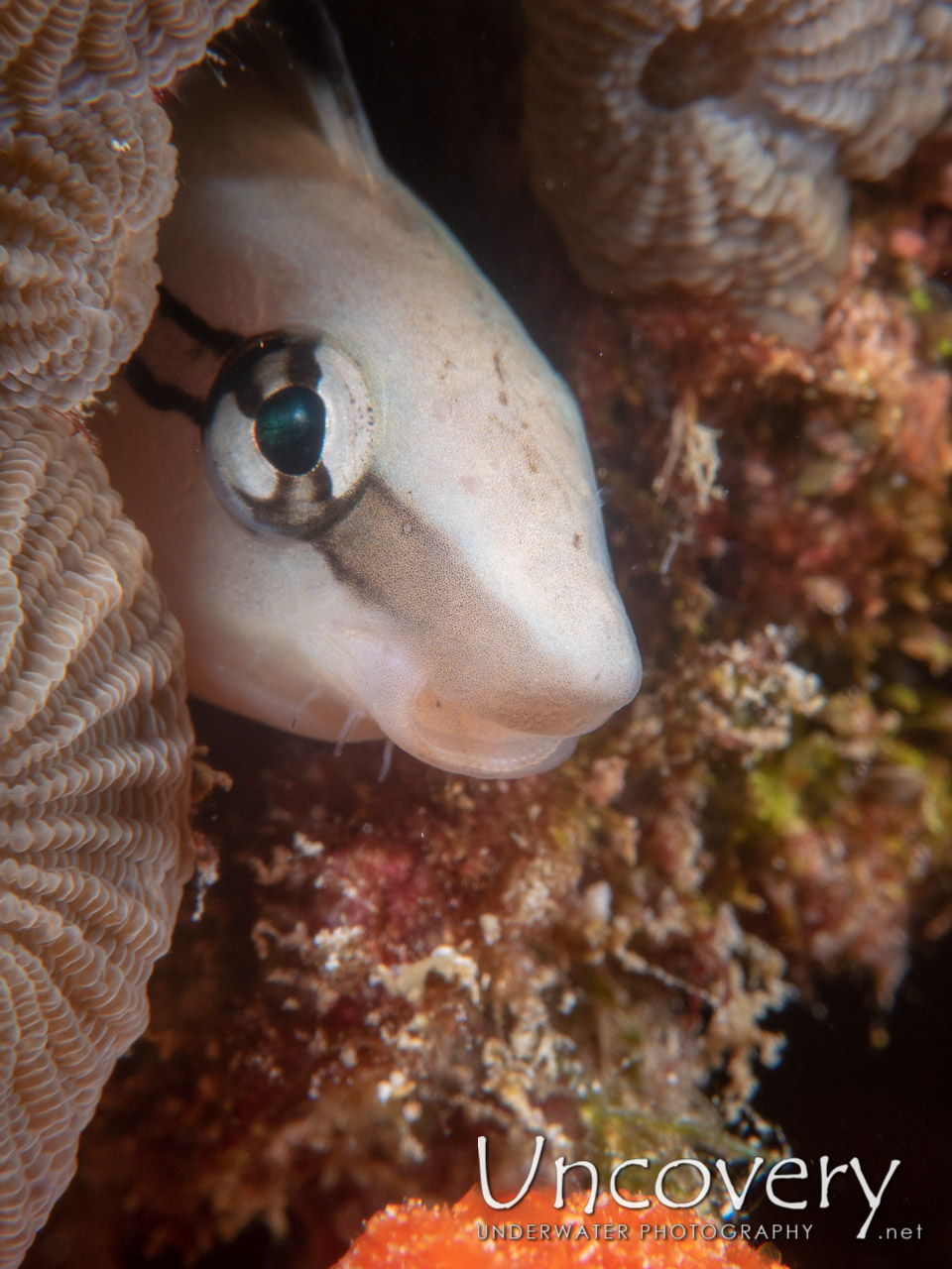 False Cleanerfish shot in Maldives|Male Atoll|South Male Atoll|Khukulhu Huraa