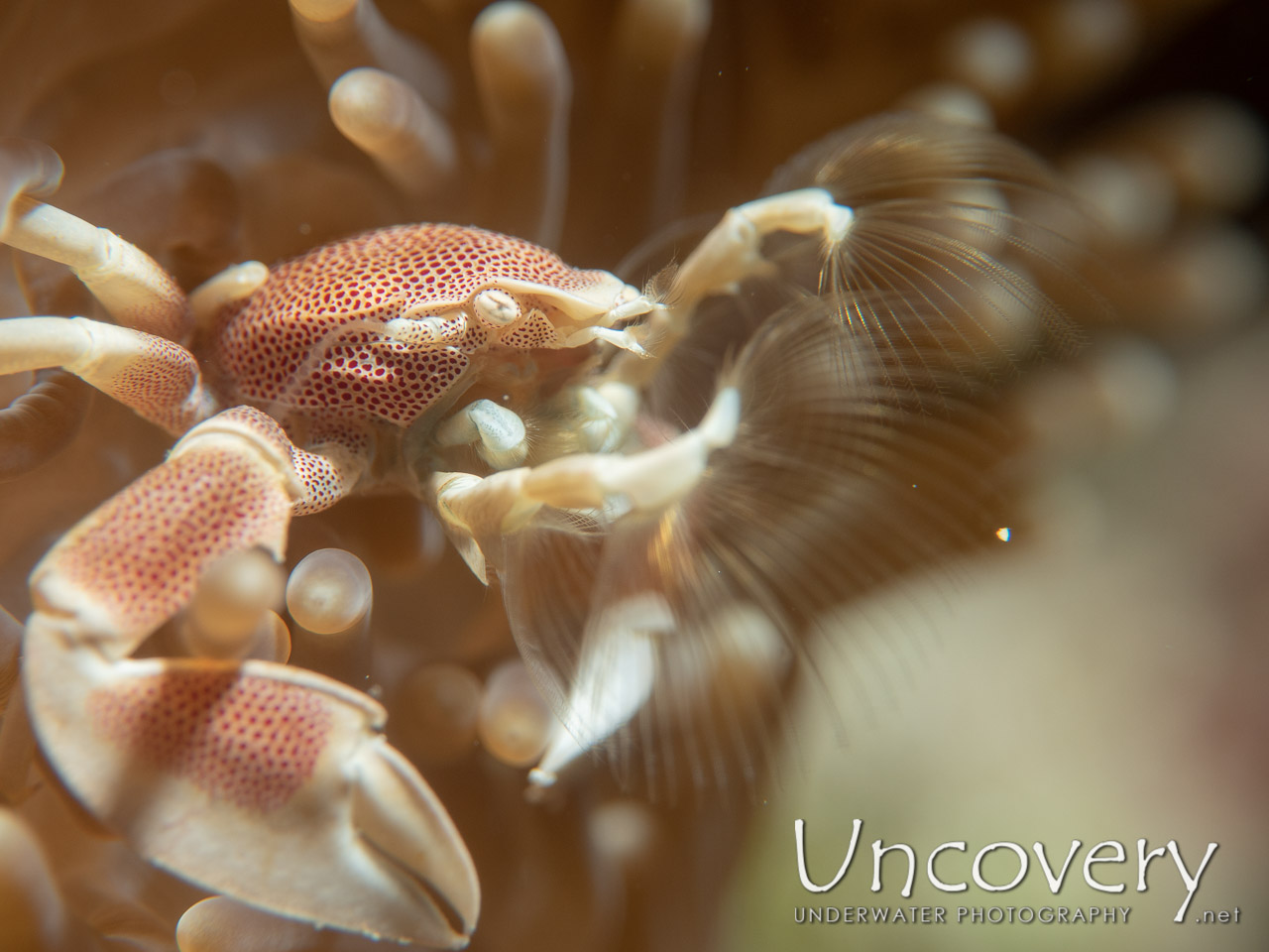 Spotted Porcelain Crab (neopetrolisthes Maculatus) shot in Maldives|Male Atoll|South Male Atoll|Veligandu Beyru