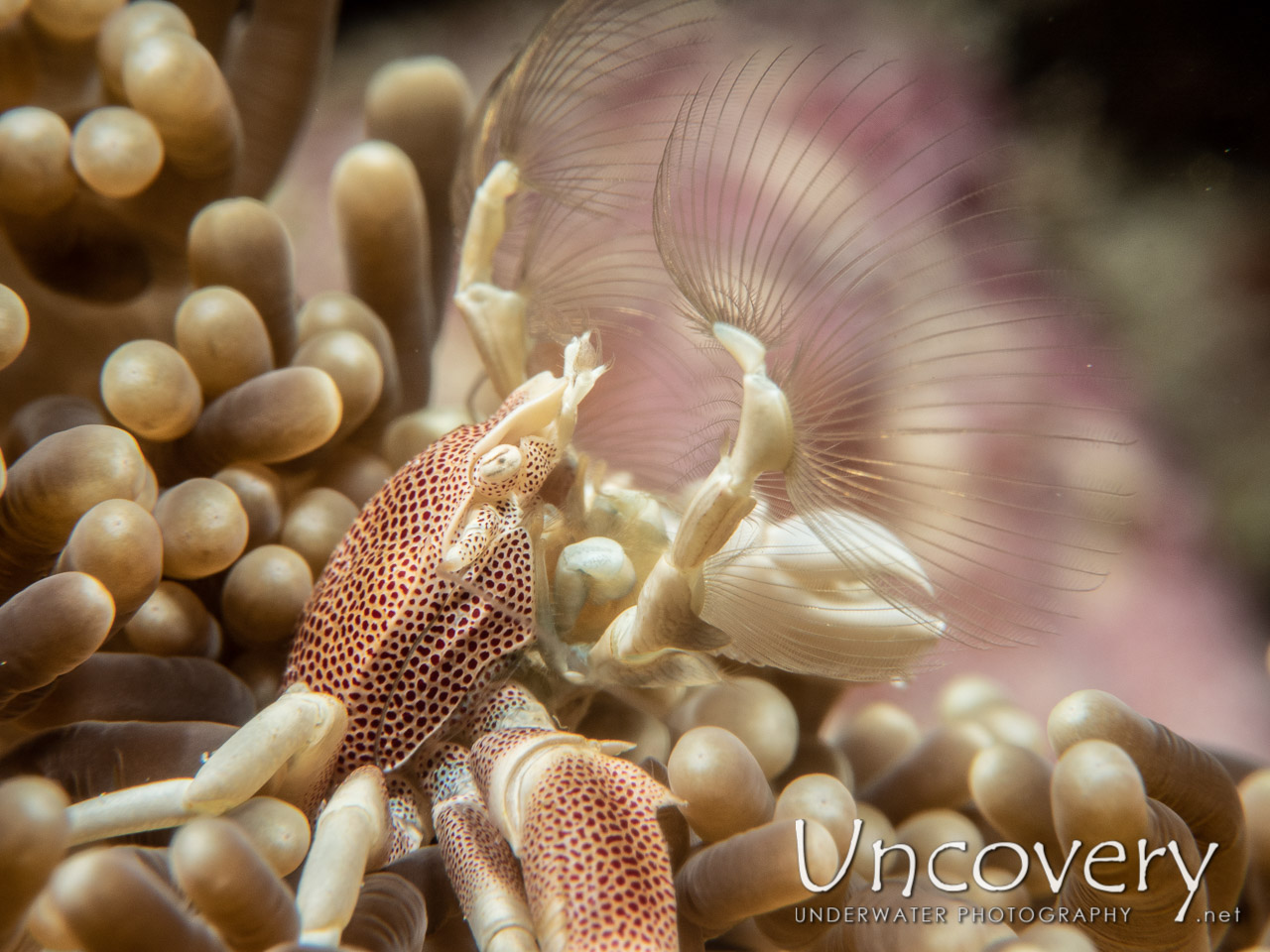 Spotted Porcelain Crab (neopetrolisthes Maculatus) shot in Maldives|Male Atoll|South Male Atoll|Veligandu Beyru