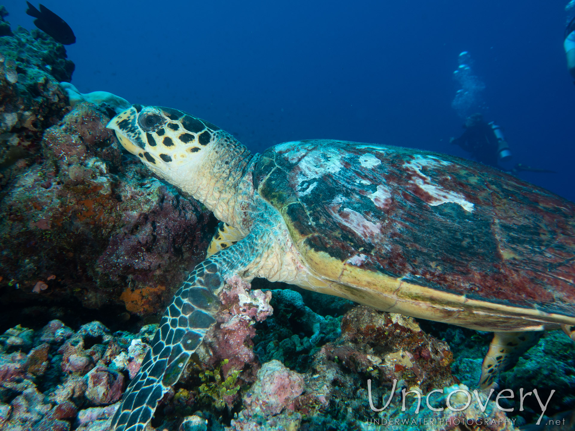 Hawksbill Sea Turtle (eretmochelys Imbricata), photo taken in Maldives, Male Atoll, South Male Atoll, Velhigandu Beyru