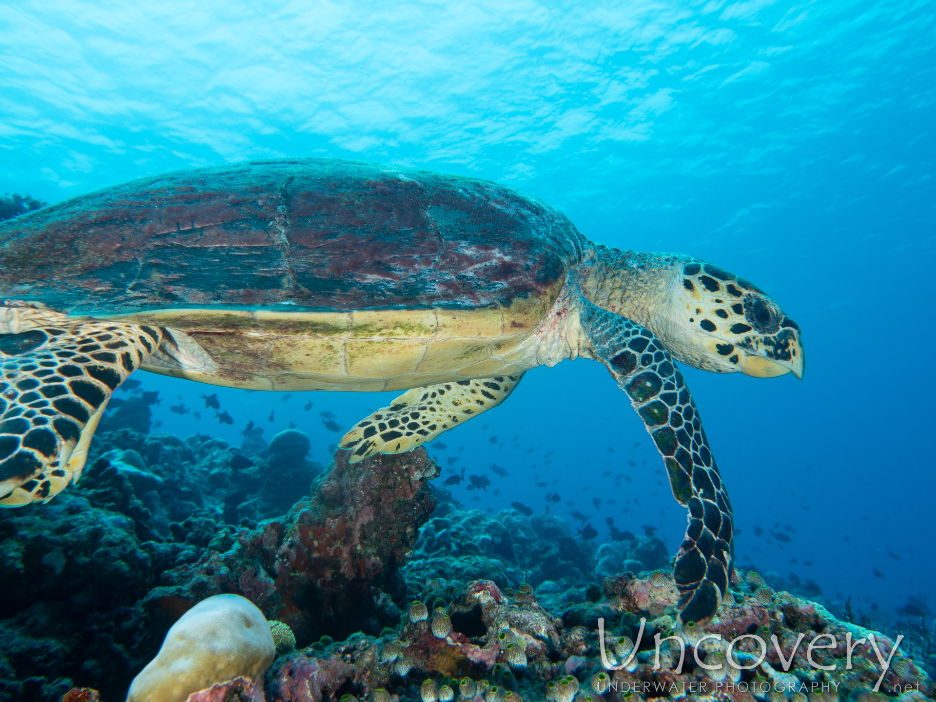 Hawksbill Sea Turtle (eretmochelys Imbricata), photo taken in Maldives, Male Atoll, South Male Atoll, Velhigandu Beyru