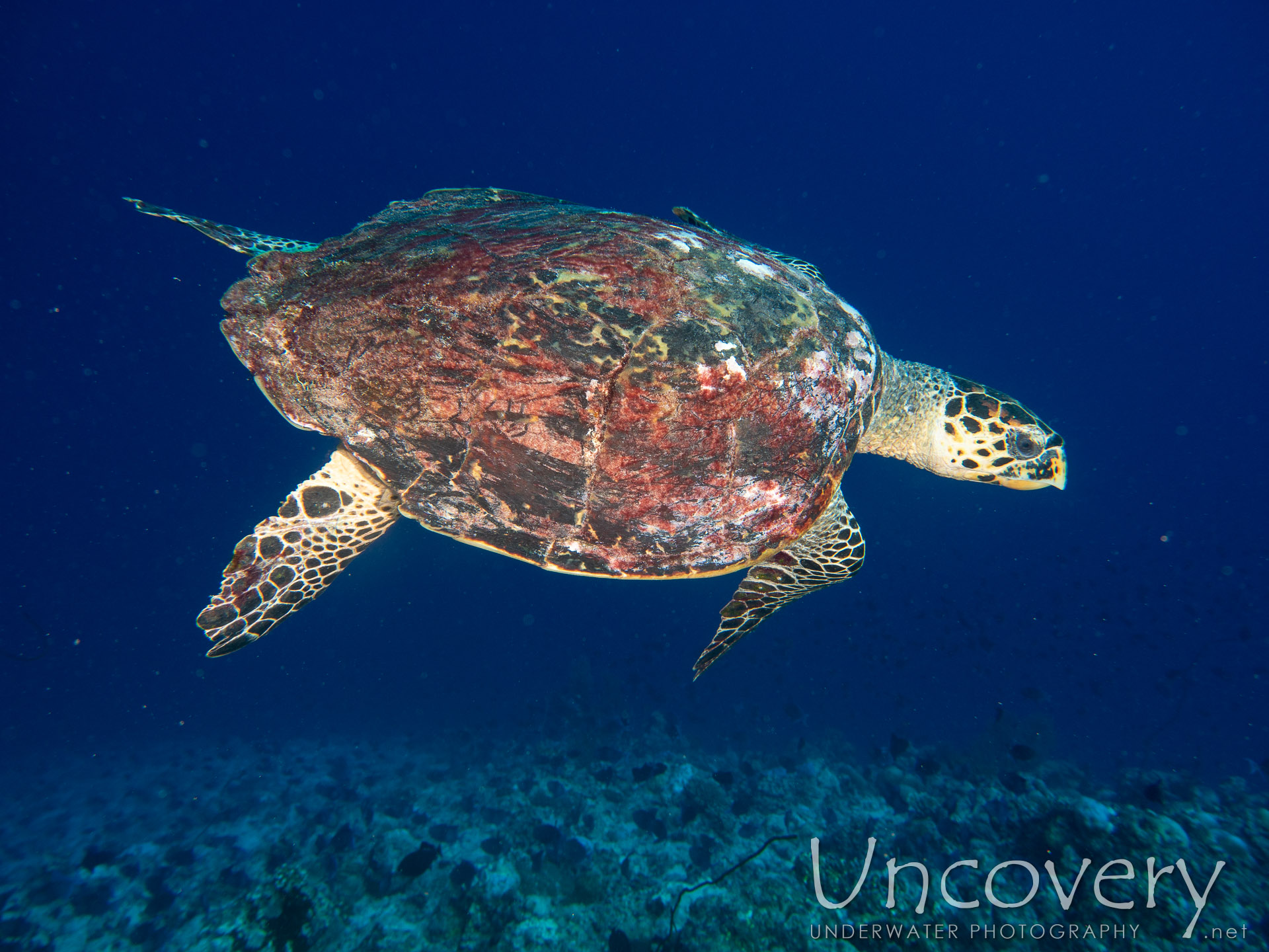 Hawksbill Sea Turtle (eretmochelys Imbricata), photo taken in Maldives, Male Atoll, South Male Atoll, Velhigandu Beyru