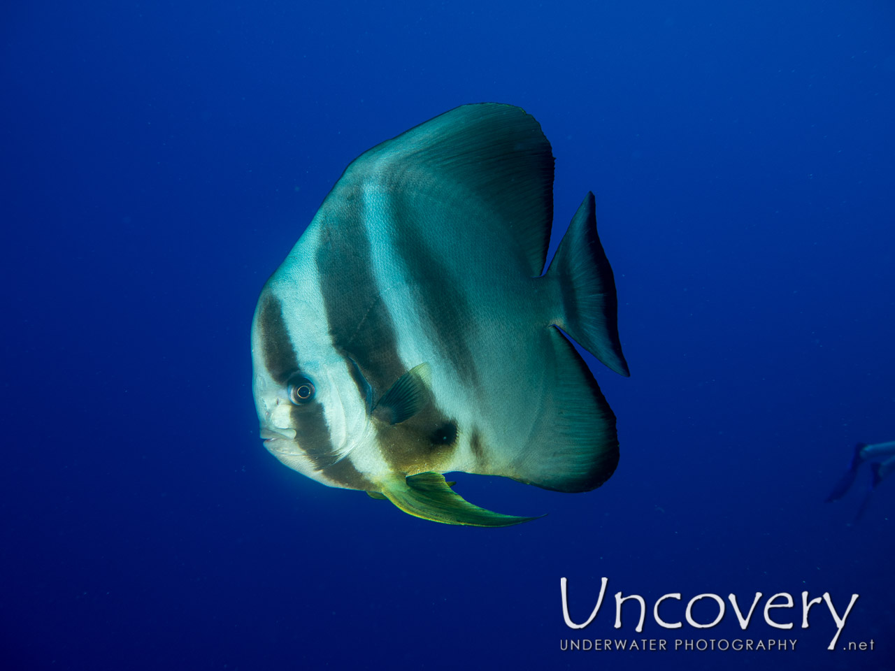 Longfin Batfish (platax Teira) shot in Maldives|Male Atoll|South Male Atoll|Veligandu Beyru