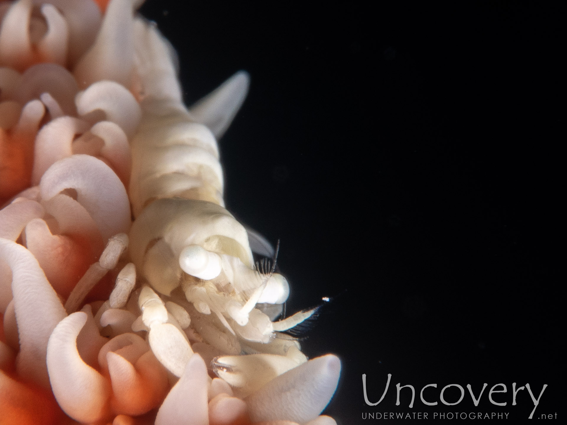 Anker's Whip Coral Shrimp (pontonides Ankeri), photo taken in Maldives, Male Atoll, South Male Atoll, Kandooma Caves