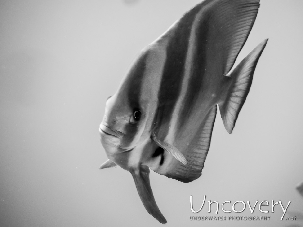 Longfin Batfish (platax Teira) shot in Maldives|Male Atoll|South Male Atoll|Gulhi Corner